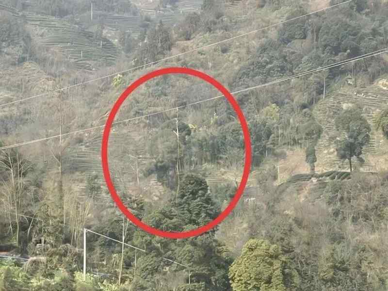  违规吊运引发停电事故，专业飞手终尝法律苦果；侥幸心理酿大祸，空域安全不容忽视。 新闻