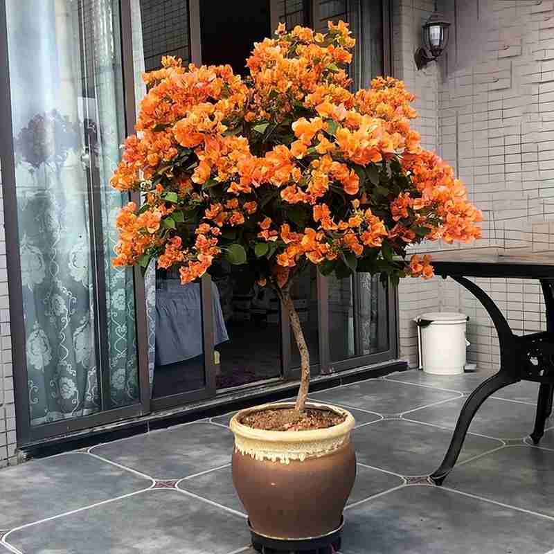 阳台党:告别杂乱盆栽的极简改造实战手册 家电市场