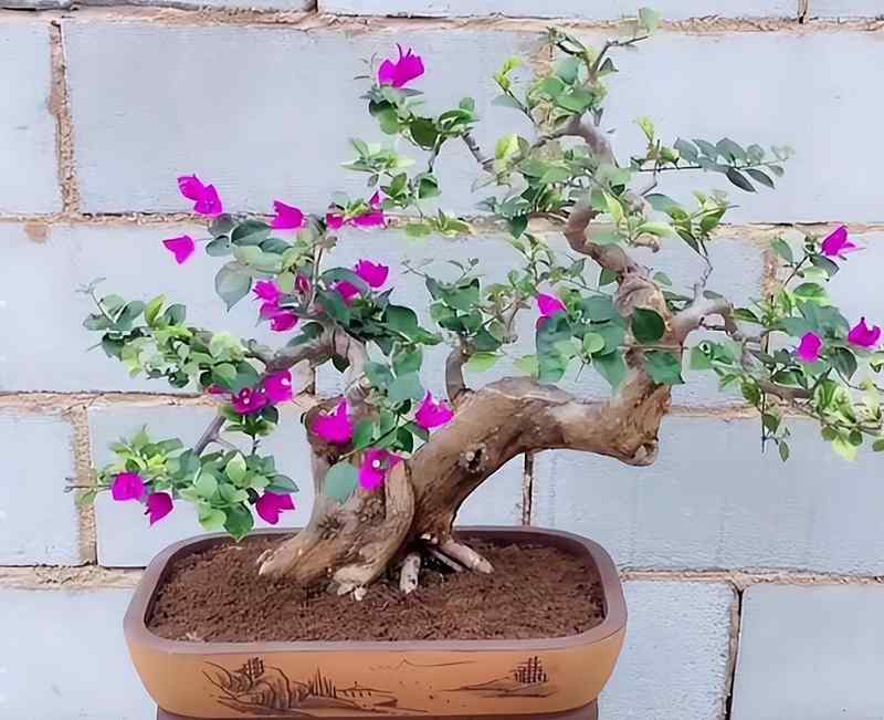 阳台党:告别杂乱盆栽的极简改造实战手册 家电市场