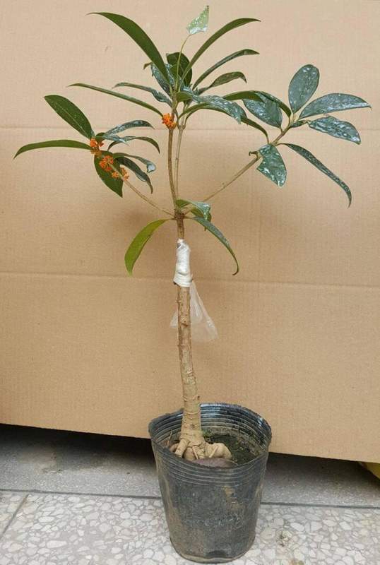 阳台党:告别杂乱盆栽的极简改造实战手册 家电市场