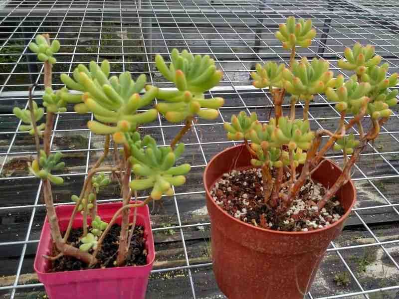 阳台党:告别杂乱盆栽的极简改造实战手册 家电市场