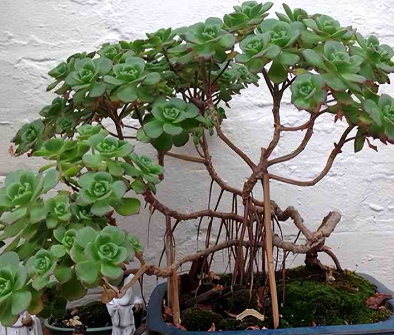 阳台党:告别杂乱盆栽的极简改造实战手册 家电市场